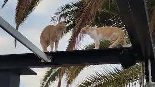 Buenos Días Fuerteventura 27/09/24